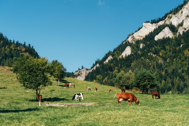 Schronisko PTTK Trzy Korony, Sobczańska, Sromowce Niżne, Poland