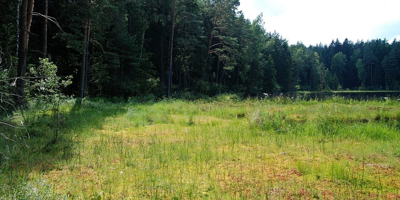 Torfowisko i fragment wody Suchara Wielkiego w WPN. Fotografia archiwalna; dokładna data i stanowisko wykonania nieustalone.
