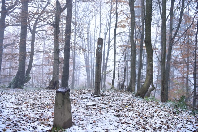 Oznaczenie szczytowe i znak geodezyjny na zalesionym Trohańcu