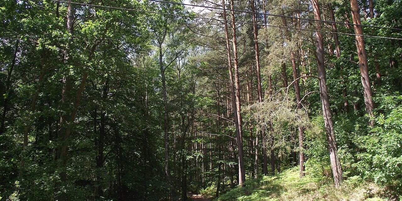 Piaszczysta leśna ścieżka między sosnami na wydmach w Kątach Rybackich