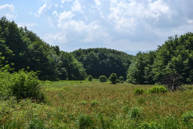 Widok z Łopiennika na otaczające bieszczadzkie grzbiety