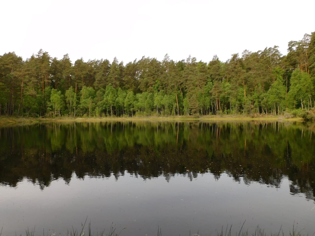 Jeziorko otoczone lasem w rezerwacie Zakręt
