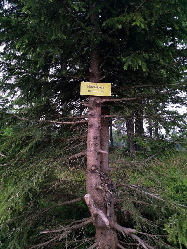 Mędralowa z Zawoi Czatoży przez Halę Kamińskiego - tam i z powrotem