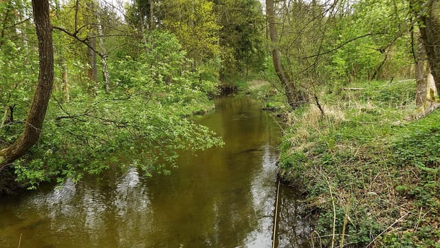 Leśne brzegi i zakole Symsarny w Lidzbarku Warmińskim