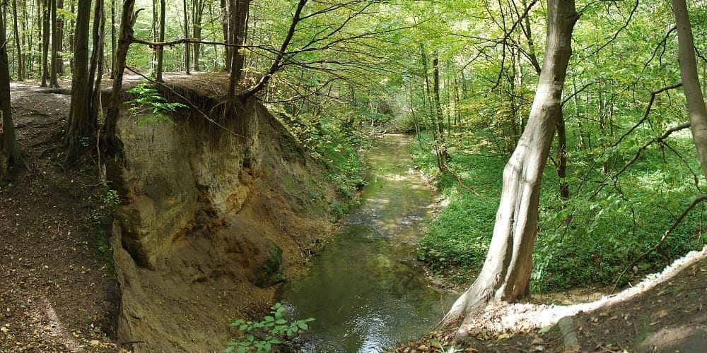 Potok w lesie Doliny Racławki. Fotografia archiwalna, opublikowana pierwotnie w 2007 roku; dokładna data wykonania niepotwierdzona.