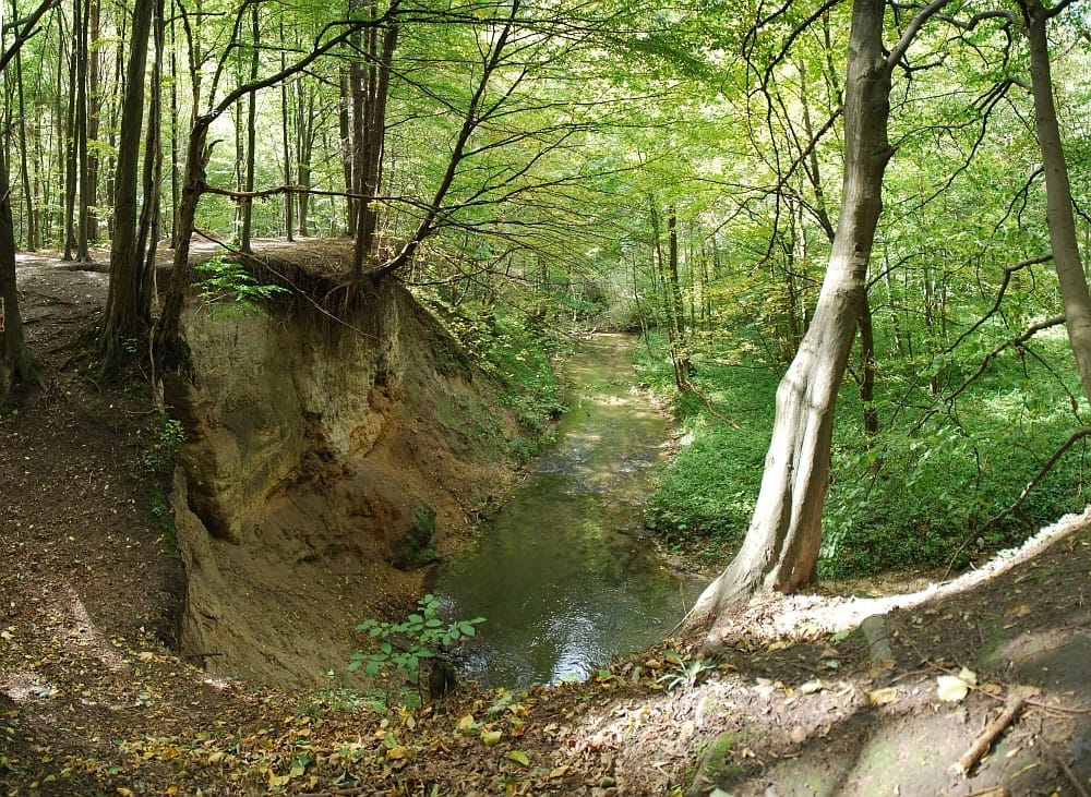Potok w lesie Doliny Racławki. Fotografia archiwalna, opublikowana pierwotnie w 2007 roku; dokładna data wykonania niepotwierdzona.
