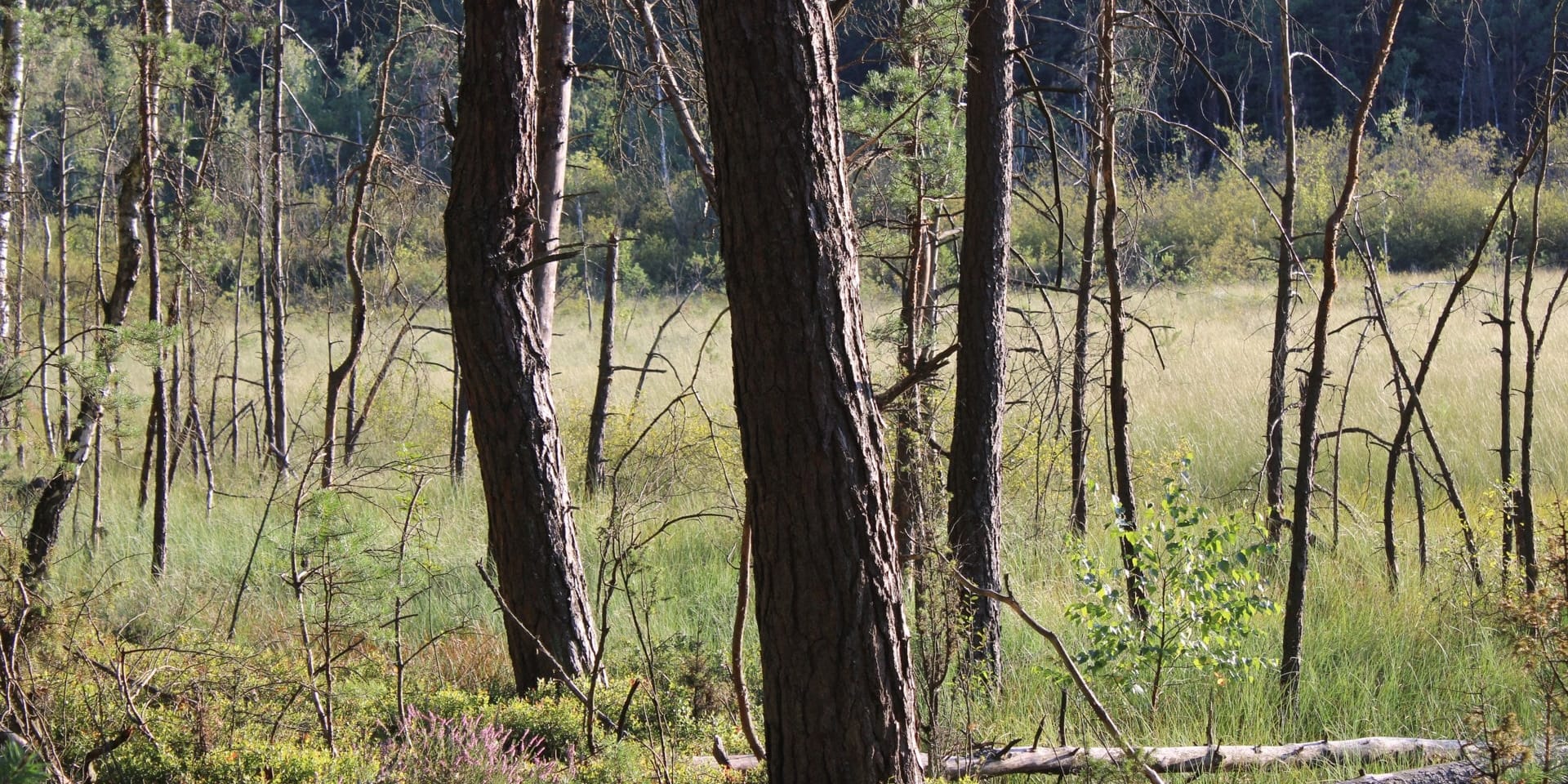 Mokradła rezerwatu Źródła Tanwi wśród sosnowego lasu