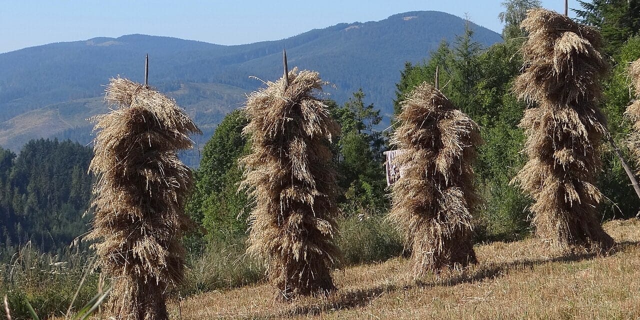 Muńcuł widziany z okolic Zapolanki, sierpień 2012. Widok na masyw z oddali, nie ze szczytu.