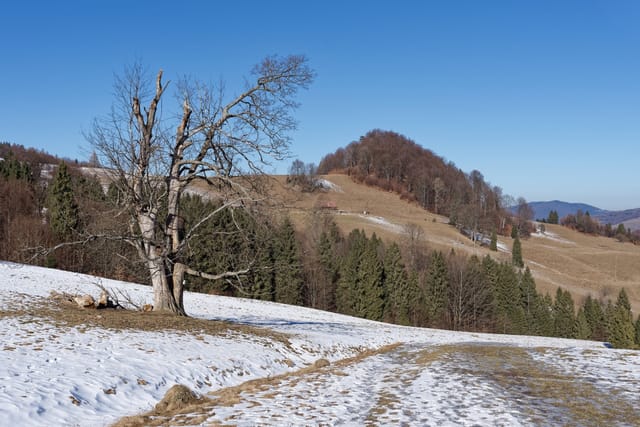 Małe Pieniny ze Szczawnicy — Palenica, Wysoki Wierch i Wysoka do Jaworek