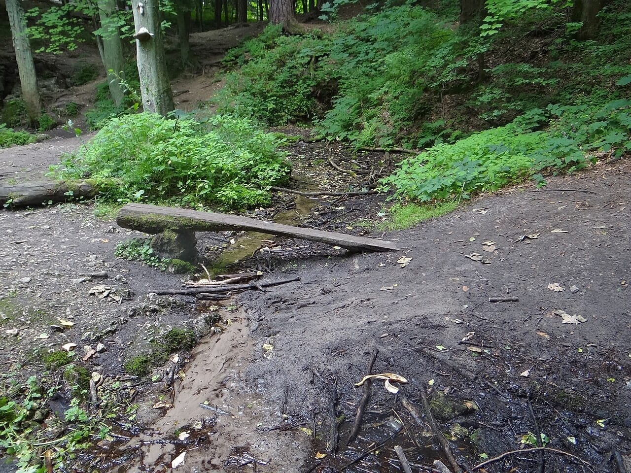 Źródło Elżbiety w rezerwacie Parkowe. Zdjęcie archiwalne, nie przedstawia obecnego przepływu.