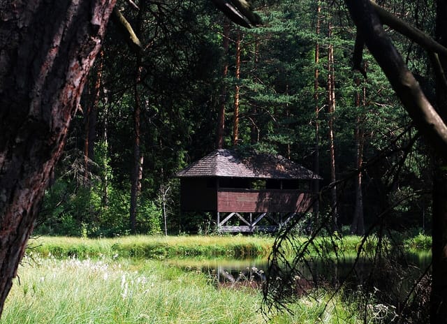 Krzywe - leśna pętla nad Suchar II i Suchar IV