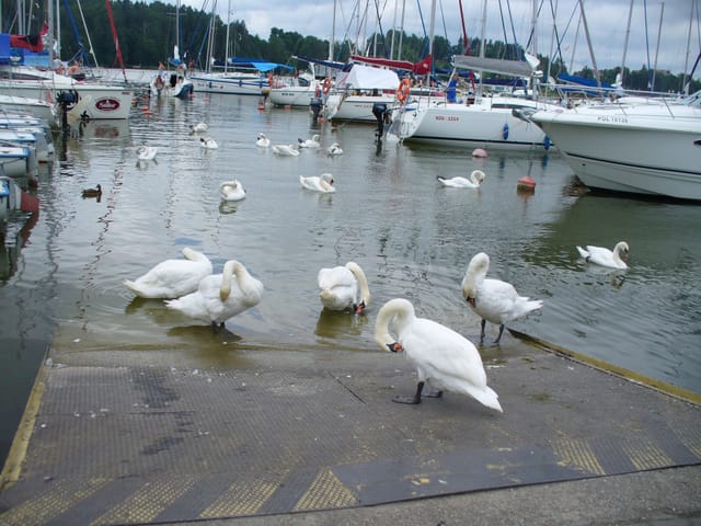 Mikołajki — pętla nad jeziorem i przez las