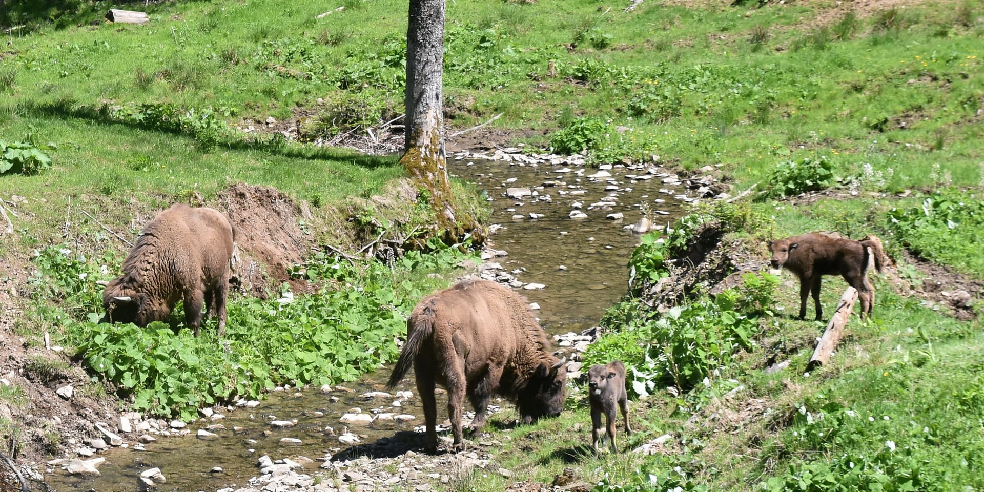 Żubry i cielęta przy potoku w zagrodzie pokazowej w Mucznem