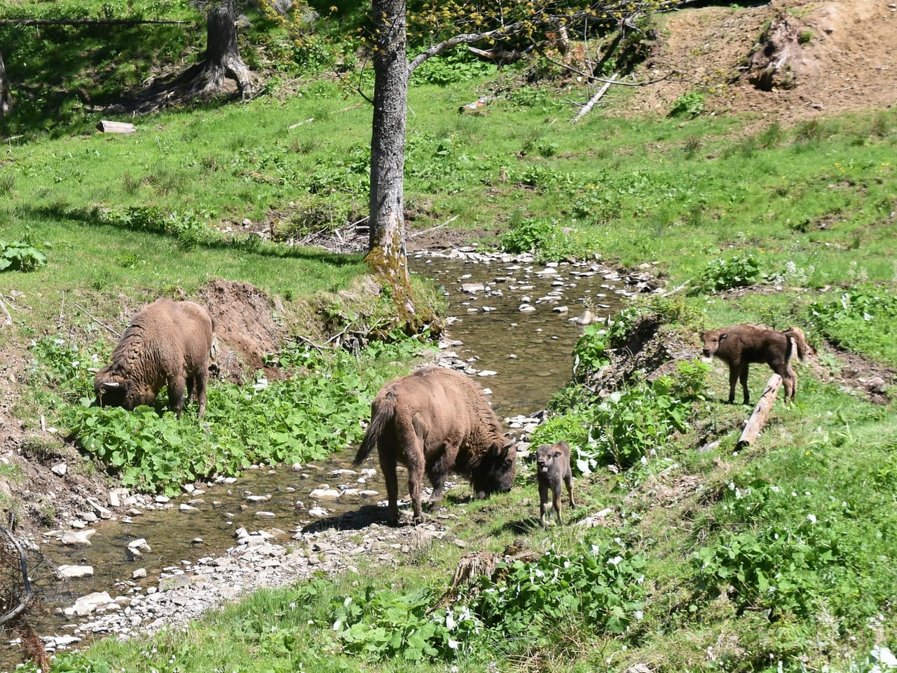 Żubry i cielęta przy potoku w zagrodzie pokazowej w Mucznem